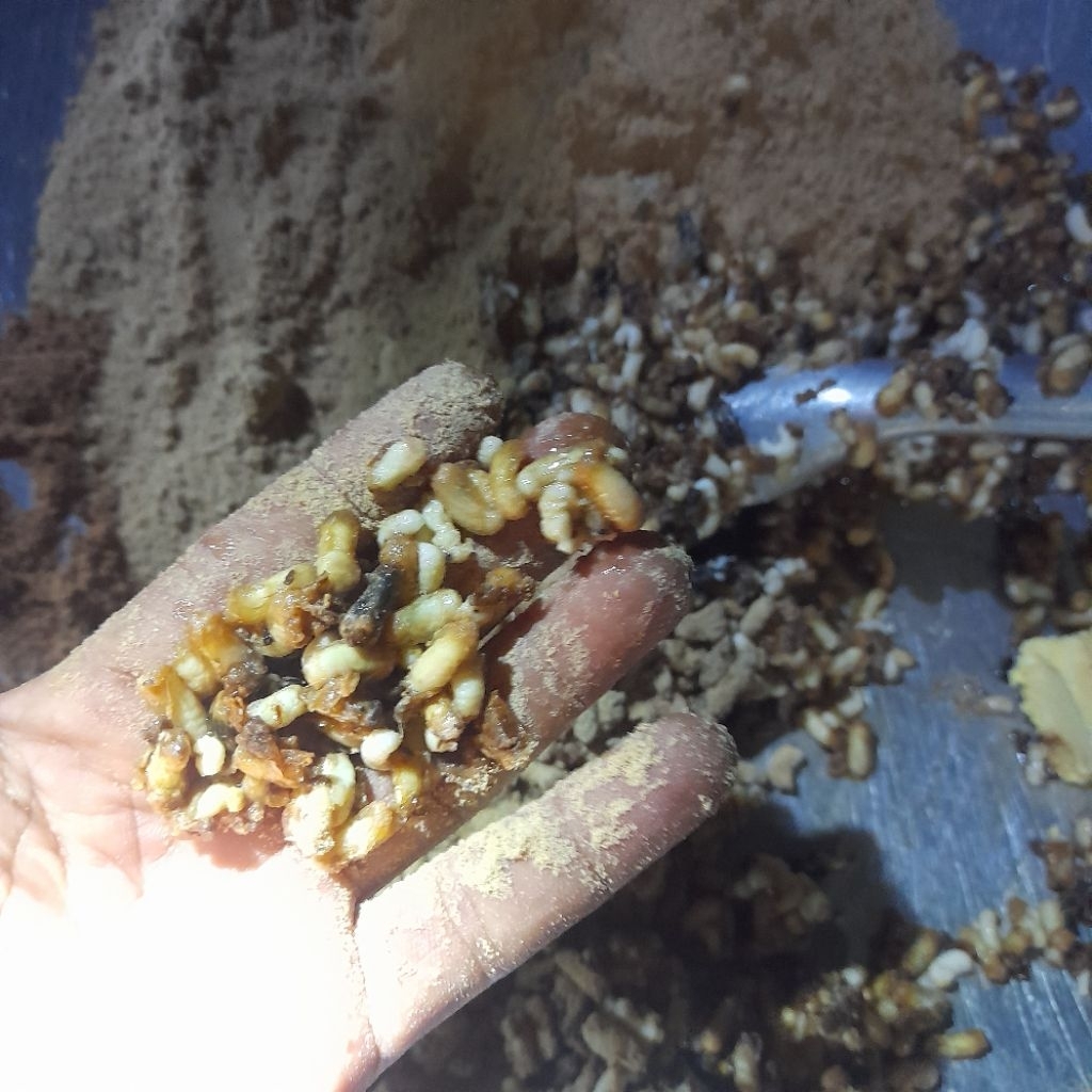 Mồi câu nhộng ong non sào cám thuốc bắt 100g siu bảo cá