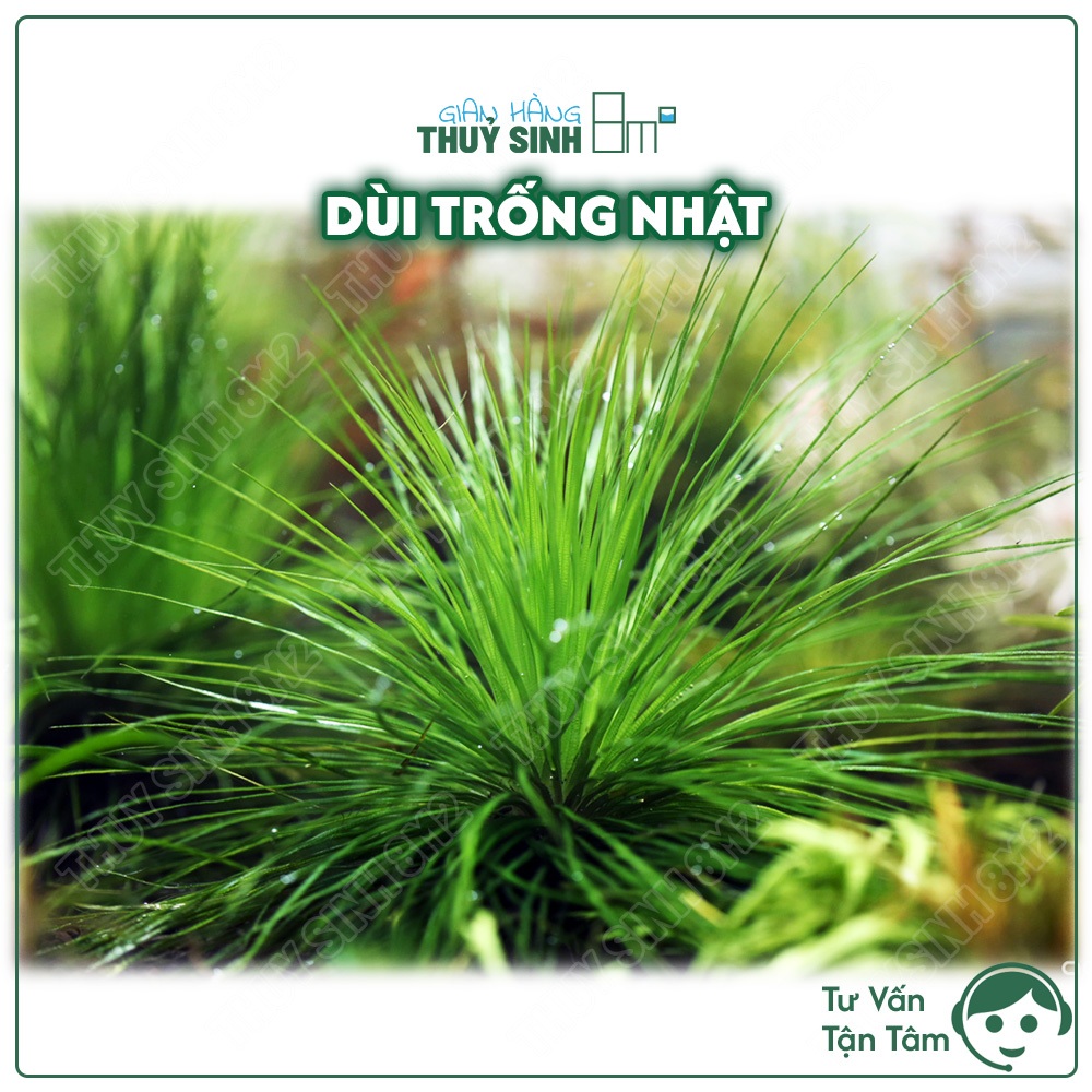 Dùi Trống Nhật (Eriocaulon Mato Grosso) | Cây Thuỷ Sinh Không CO2, Trung Cảnh, Cắm Nền | 8m2