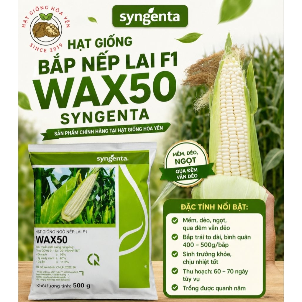 Hạt giống ngô nếp lai F1 Wax50 sygenta chính hãng gói 500gam