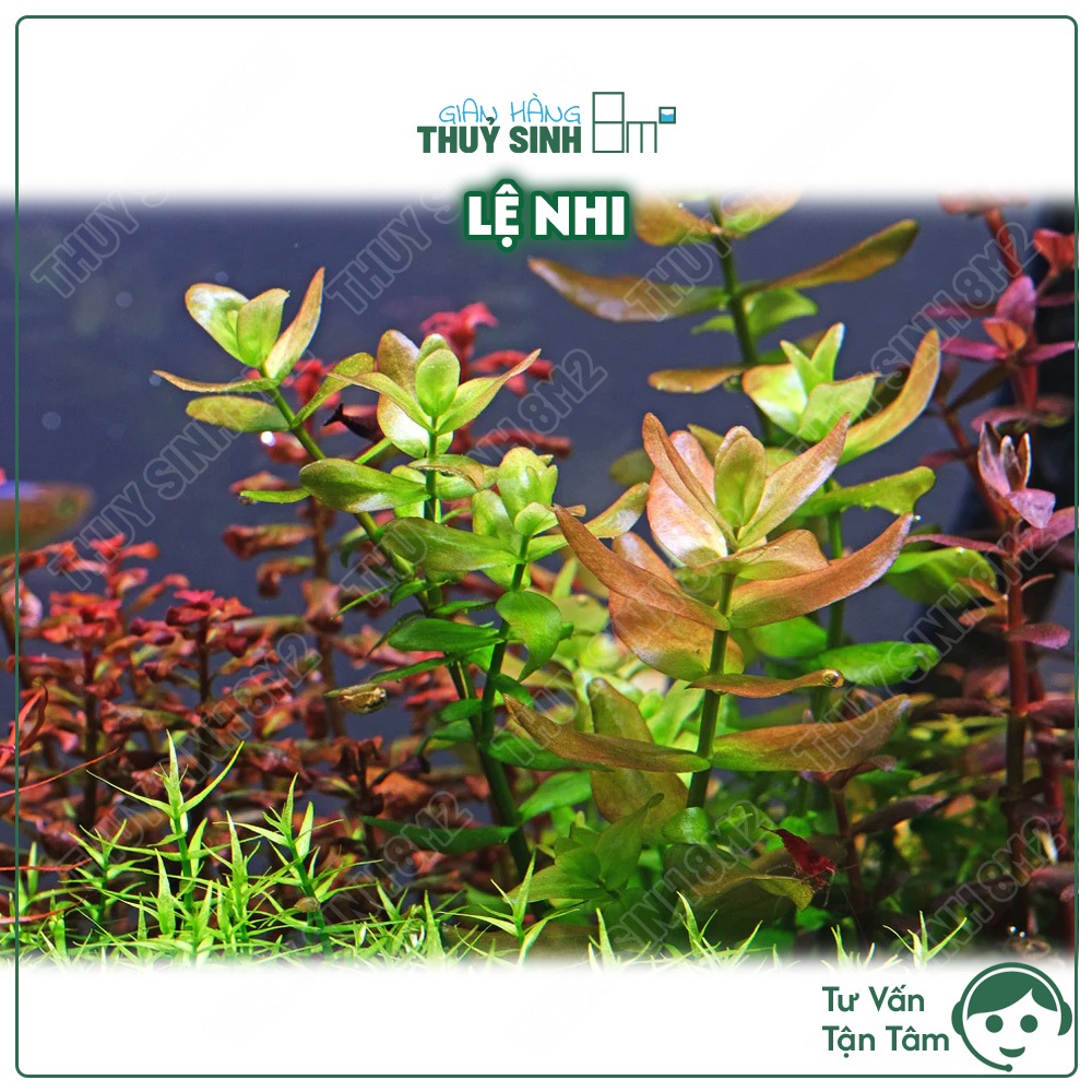 Lệ Nhi (Bacopa Caroliniana) | Cây Thuỷ Sinh Không CO2, Hậu Cảnh, Cắt Cắm | 8m2