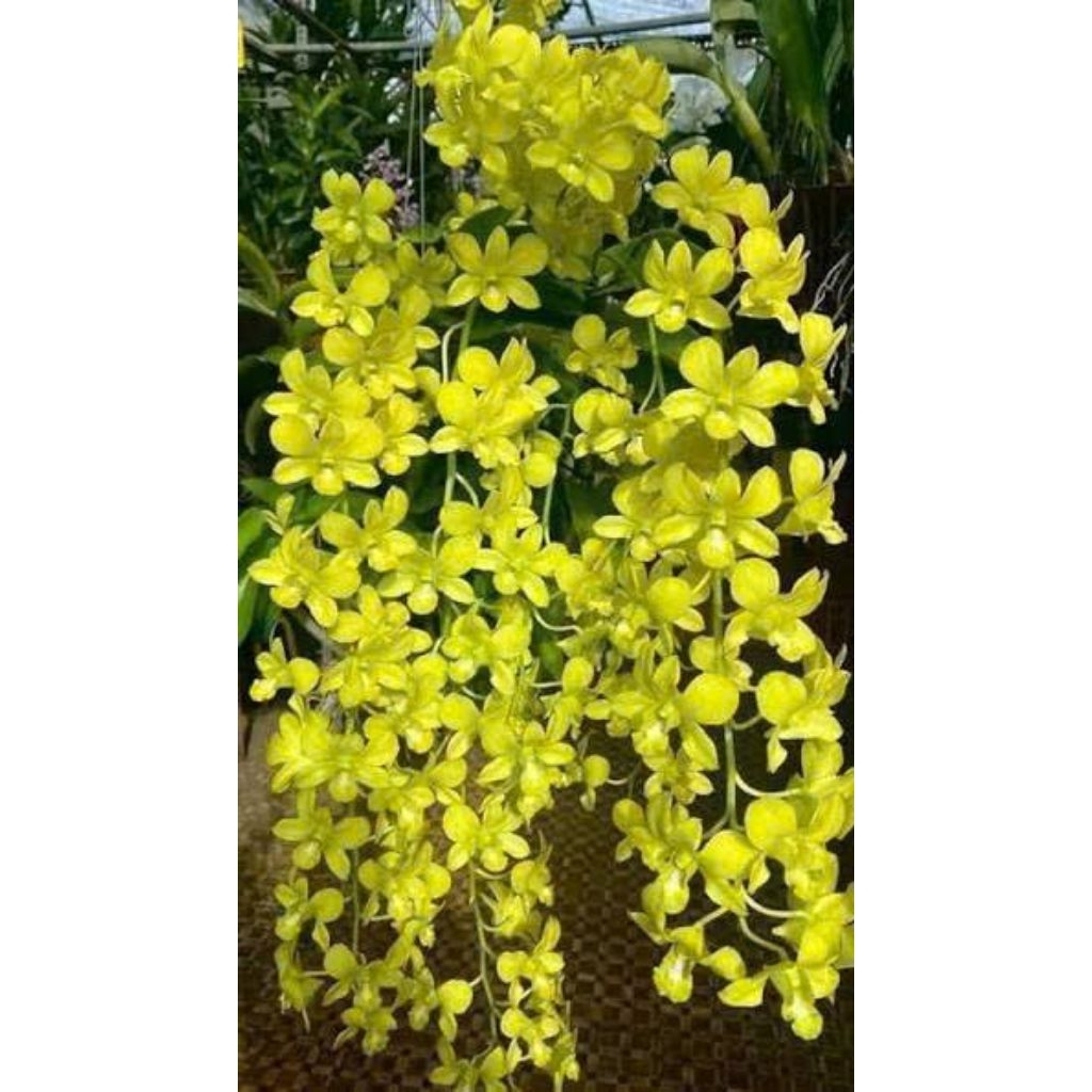 Denro màu vàng chanh đang nụ hoa