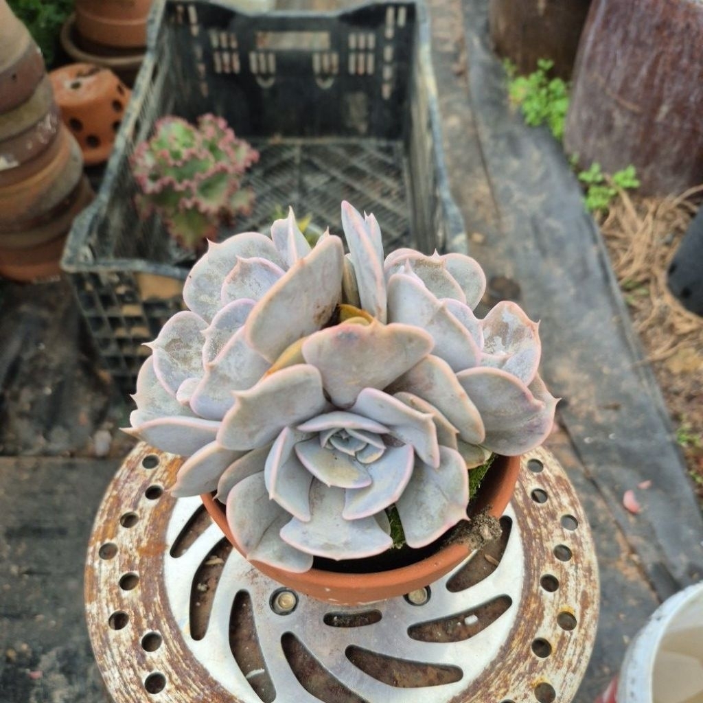 sen đá cổ thụ đĩa hồng Đà Lạt