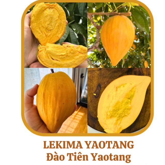 TRANG TRÍ VƯỜN VỚI LEKIMA YAOTAN