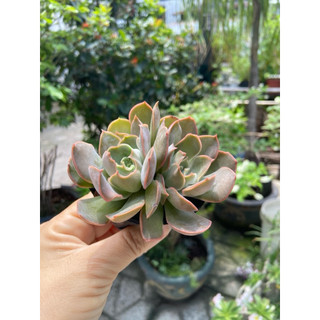 Sen đá size bầu