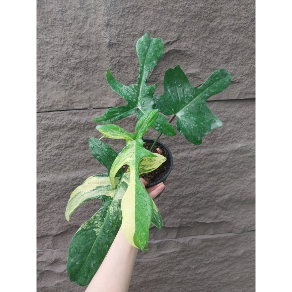 Philodendron Florida Beauty Var | Hình thật