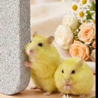Đá mài răng bổ sung Canxi cho Hamster