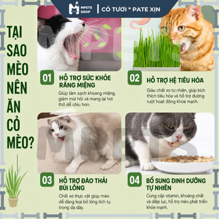 Hạt Giống Cỏ Lúa Mì (Mầm Lúa Mạch) • Cỏ Mèo Cao Cấp 80gr | mPETS