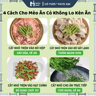 Hạt Giống Cỏ Lúa Mì (Mầm Lúa Mạch) • Cỏ Mèo Cao Cấp 80gr | mPETS