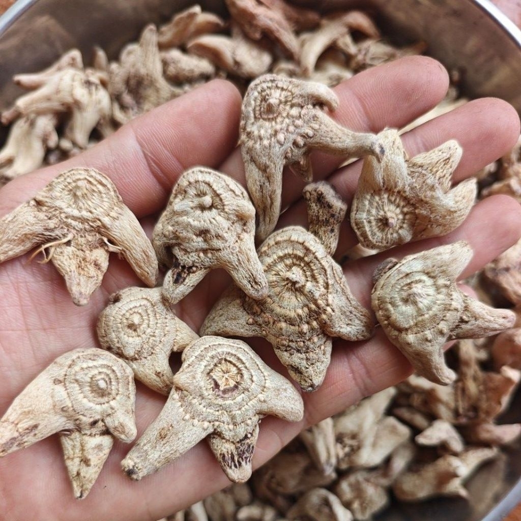 bạch cập 1kg