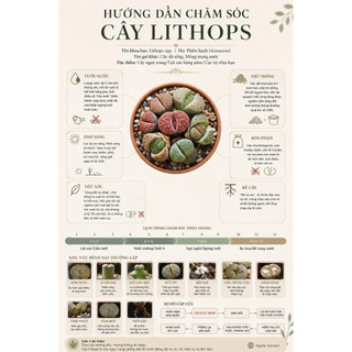 Sen Mông - Lithops - cây lẻ không chậu - khoảng 1 - 2cm