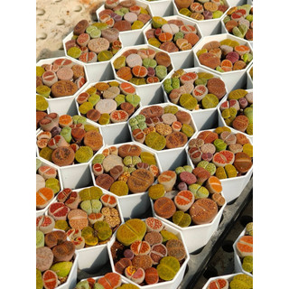 Sen Mông - Lithops - cây lẻ không chậu - khoảng 1 - 2cm