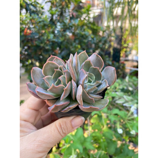 Sen đá size bầu