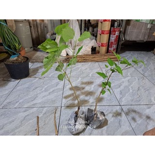 Cây dâu tằm sắp ra trái, hình 2, cây cao 25cm