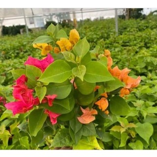 Cây hoa giấy mỹ giống ( để trồng chậu hoa )