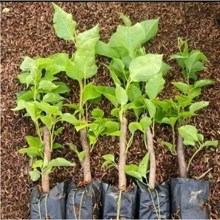 Cây hoa giấy mỹ giống ( để trồng chậu hoa )