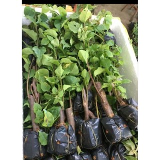 Cây hoa giấy mỹ giống ( để trồng chậu hoa )