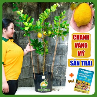 Cây Chanh Vàng Mỹ Sẵn Trái THIỆN FARM quả thơm nồng, trồng ăn trái, làm cảnh