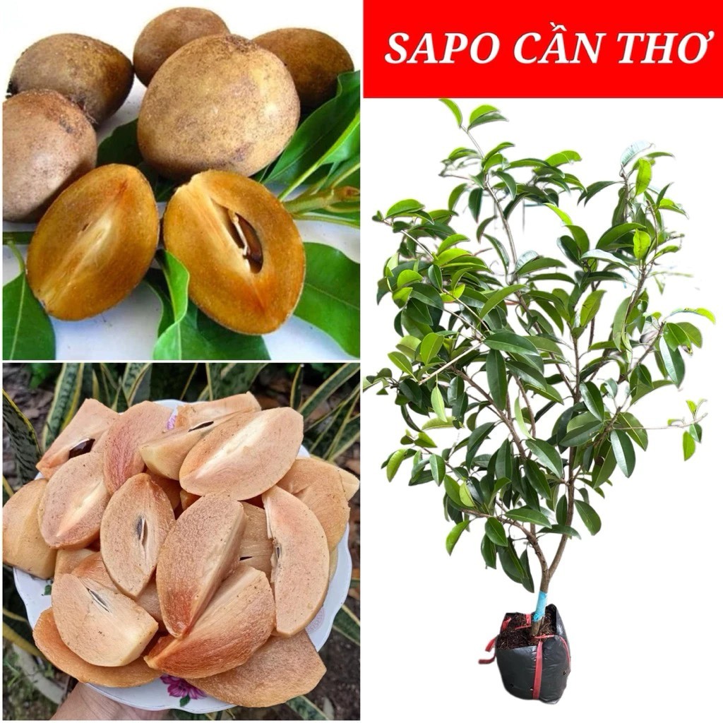 CÂY SAPOCHE CẦN THƠ GIỐNG