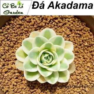 Đá Akadama Nhật Bản (1kg - size 3-6mn)