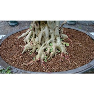 Đá Akadama Nhật Bản (1kg - size 3-6mn)