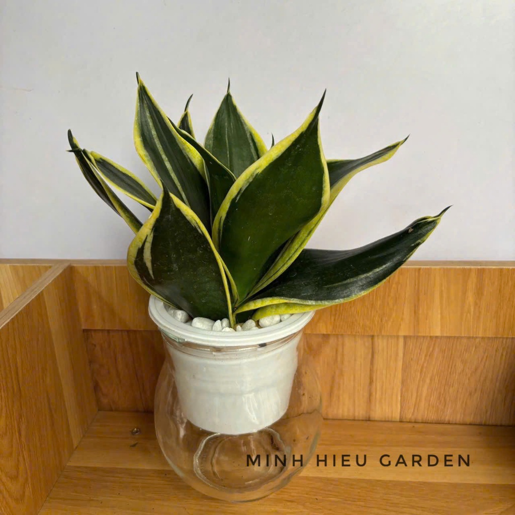 Cây lưỡi hổ búp sen thủy sinh dễ chăm sóc