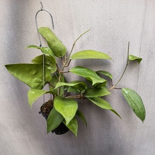 Chậu cây cẩm cù hoya Glabra