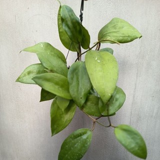 Chậu cây cẩm cù hoya Glabra