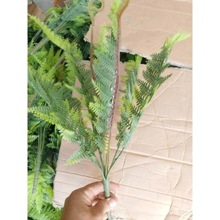 Cây Nhựa Dương Xỉ(không kèm theo chậu cắm)