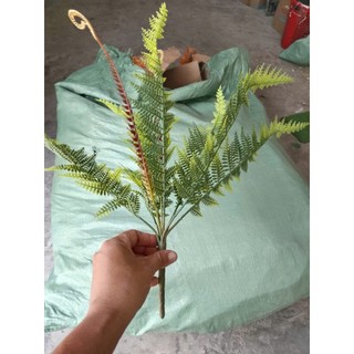 Cây Nhựa Dương Xỉ(không kèm theo chậu cắm)