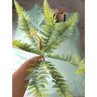 Cây Nhựa Dương Xỉ(không kèm theo chậu cắm)