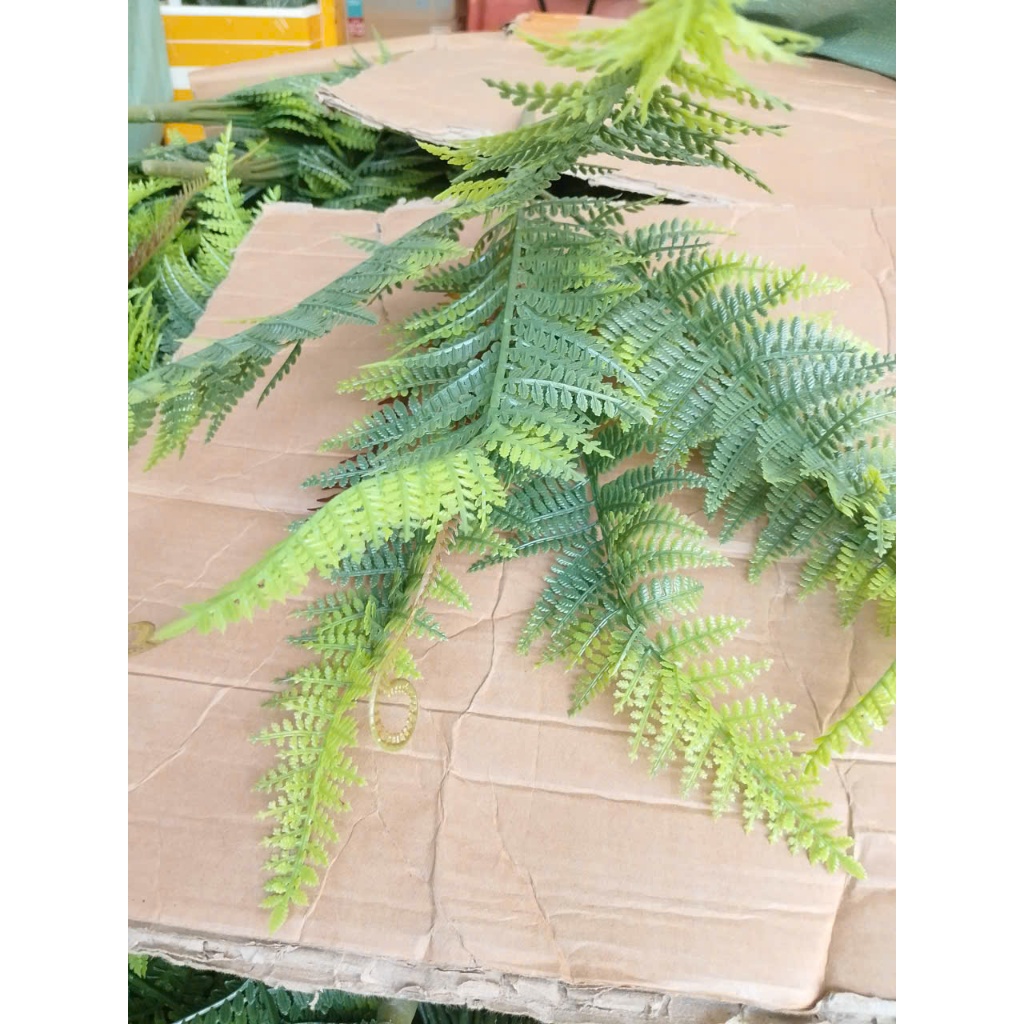Cây Nhựa Dương Xỉ(không kèm theo chậu cắm)