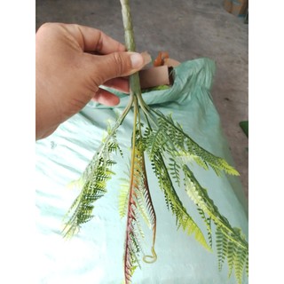 Cây Nhựa Dương Xỉ(không kèm theo chậu cắm)