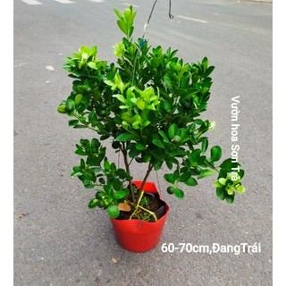 (VHST giao trong ngày) CÂY TẮC/QUẤT/HẠNH đang trái.