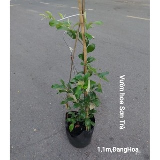 (VHST giao trong ngày) CÂY TÁO THÁI đang hoa/trái.