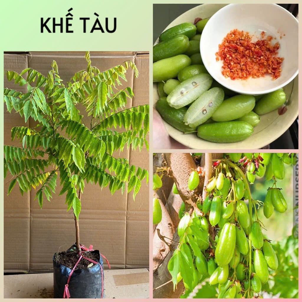 Cây khế tàu , khế  ngọt và khế chua lùn dễ chăm, nhiều quả, có thể trộng chậu ( ảnh thật)