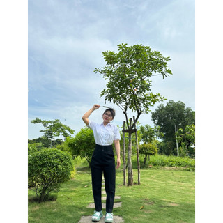 ( M11 Màu Đen) QUẦN TÂY BAGGY 3 NÚT LƯNG SIÊU CAO ( Có bigsize) Vải Tuyết Mưa Xịn Dày Dặn Co Dãn Nhẹ