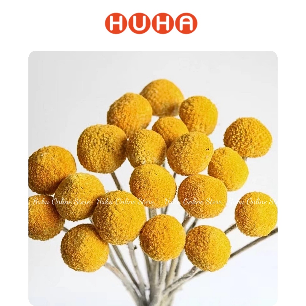 Hoa Cúc Nút Áo Sấy Khô