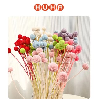 Hoa Cúc Nút Áo Sấy Khô