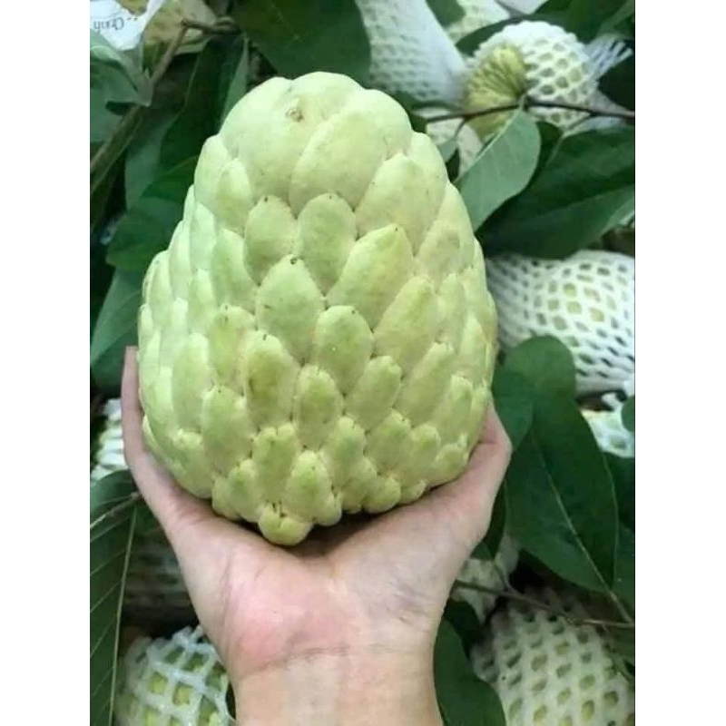 Cây giống na nữ hoàng( na khổng lồ)