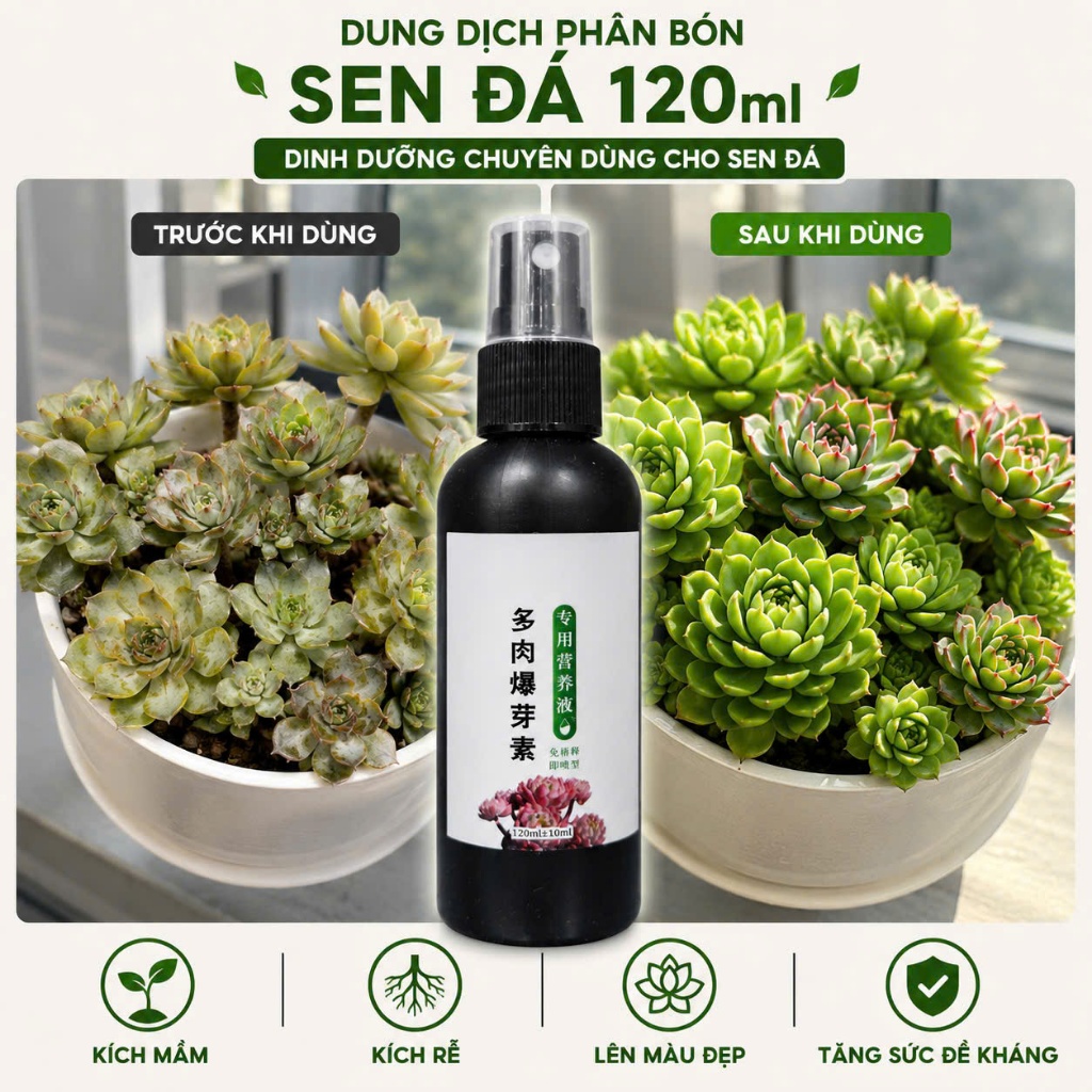 Xịt Kích Mầm Kích Rễ Sen Đá - Tăng Trưởng Lên Màu Đẹp - Dinh Dưỡng Chăm Sóc Sen Đá Xương Rồng Cây Mọ