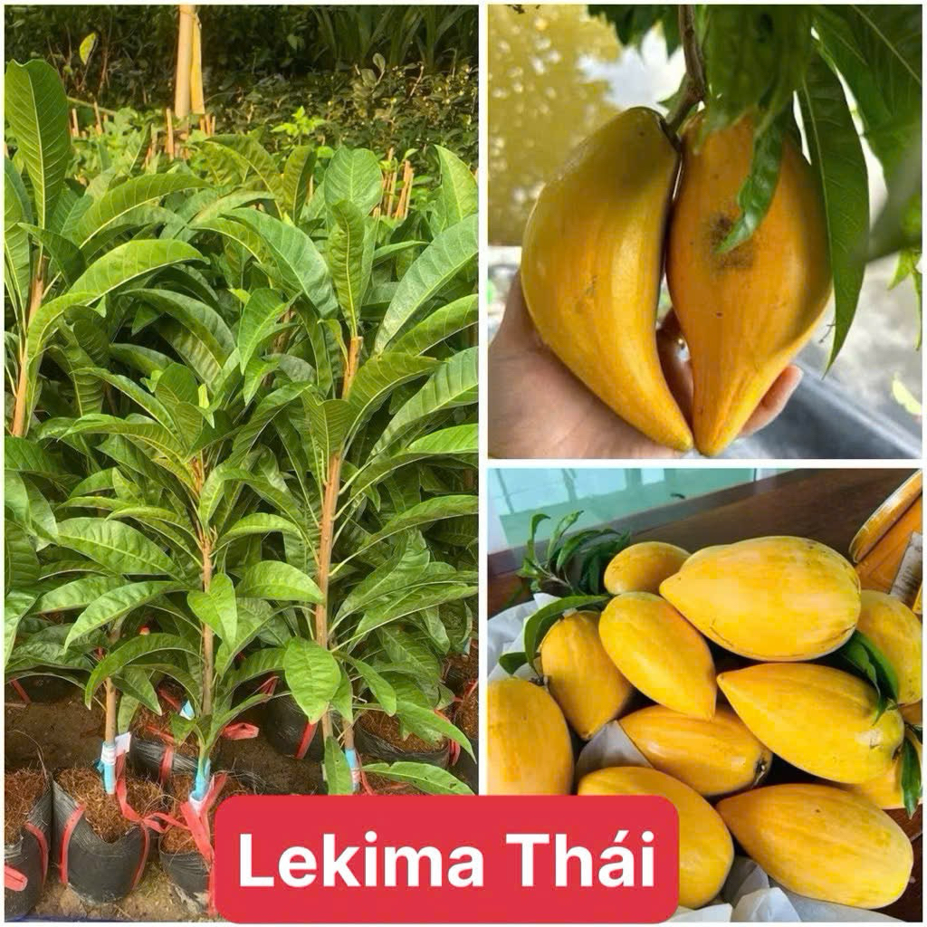 Cây Giống LeKiMa Thái