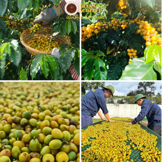 Cà phê Yellow Bourbon Baka Coffee nguyên chất - Quả vàng đặc sản Gia Lai - Hậu ngọt tinh tế