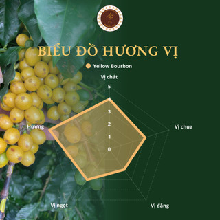 Cà phê Yellow Bourbon Baka Coffee nguyên chất - Quả vàng đặc sản Gia Lai - Hậu ngọt tinh tế