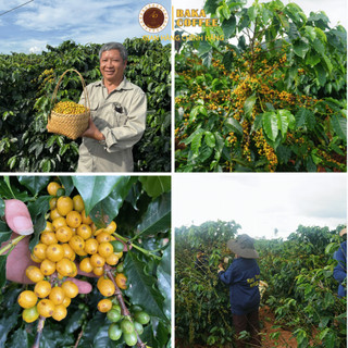 Cà phê Yellow Bourbon Baka Coffee nguyên chất - Quả vàng đặc sản Gia Lai - Hậu ngọt tinh tế