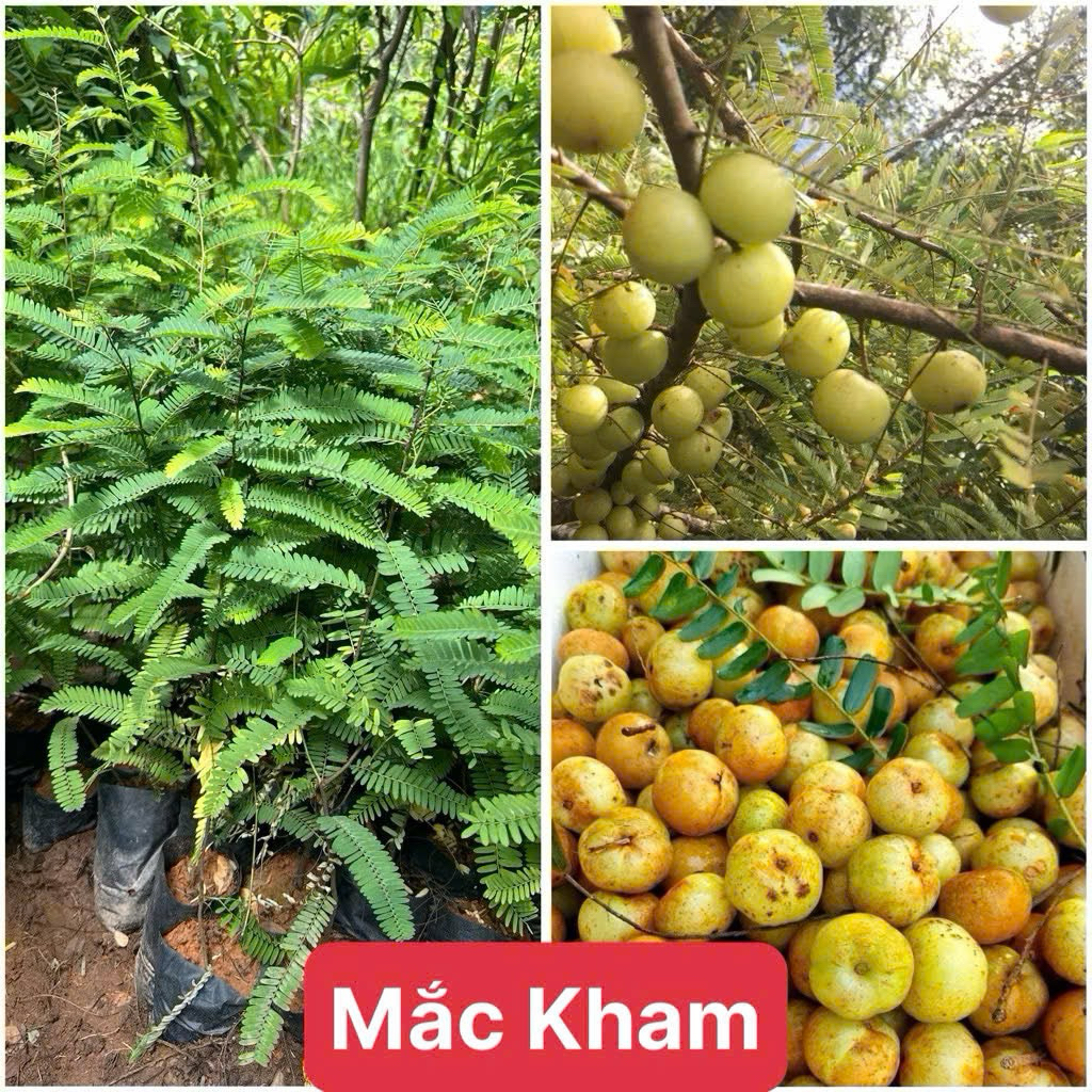 Cây Giống Me Rừng ( Mắc Kham)