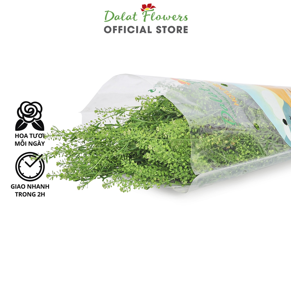 Lá Green Bell Cỏ Đồng Tiên Cắm Hoa (300g) - Dalat.flowers