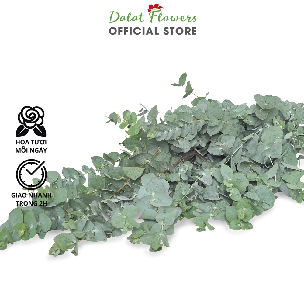 Lá Bạc Cắm Hoa (500g) - Dalat.Flowers