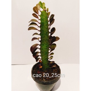 xương rồng euphoria var trắng