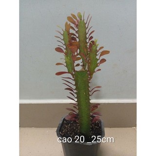xương rồng euphoria var trắng