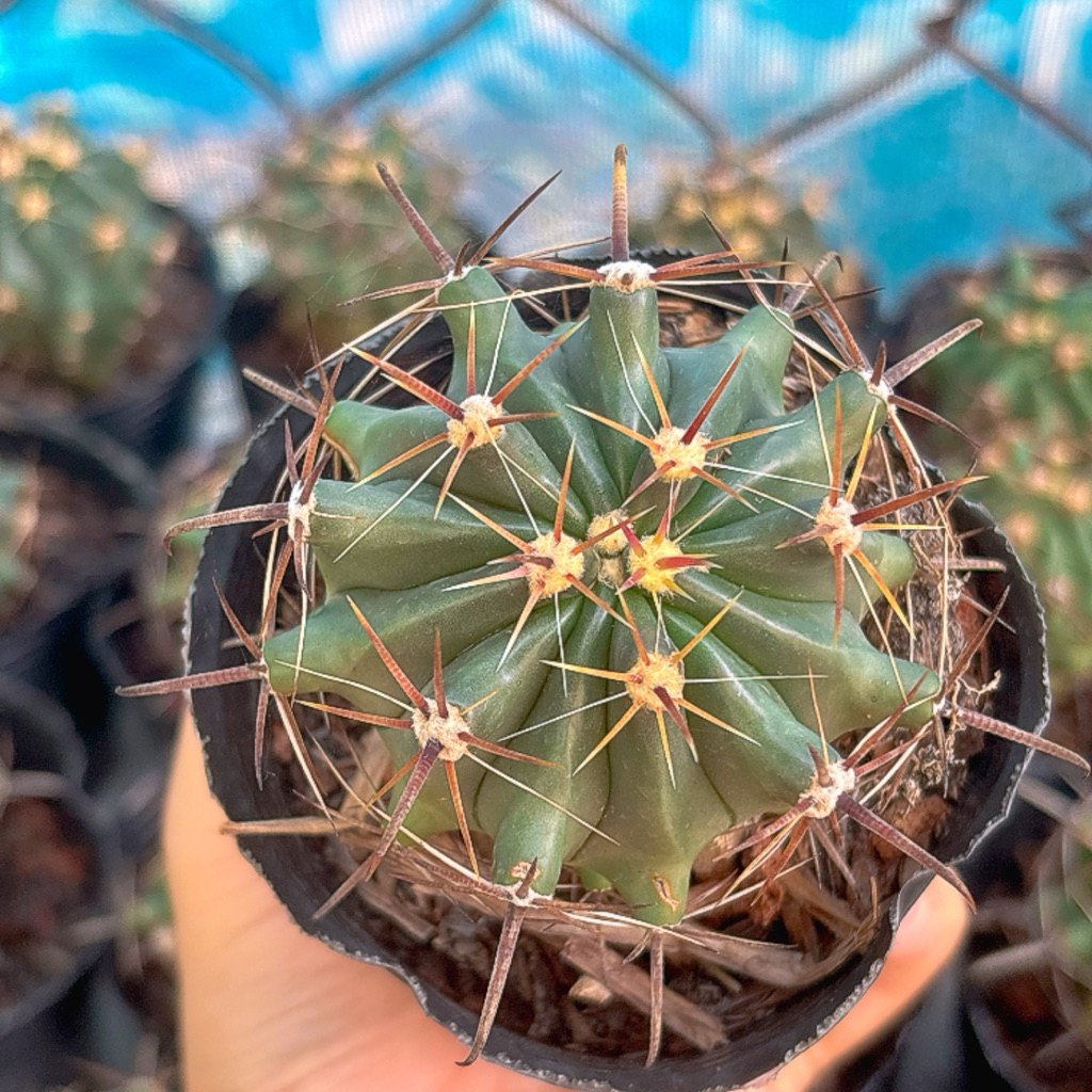 Xương Rồng FERO gai đỏ gieo hạt size 4 - 5cm